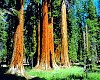 Muir Woods National Monument, Sausalito tours