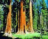 Muir Woods, giant redwoods and Sausalito