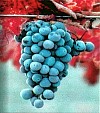 San Francisco's Wine Country - Napa, Sonoma - tours