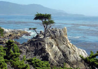lone cypress on 17 mile drive