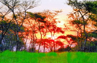 African safari tours and adventures