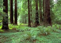 Muir Woods Park